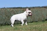 BOULEDOGUE FRANCAIS 296
